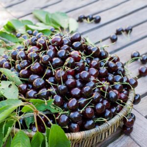 Black Cherry (Μαύρο κεράσι)